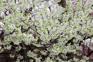 Bloeiende witte wilde himalaya-kers of prunus cerasoides bij het koninklijke landbouwonderzoekscentrum van Chiangmai Khun Wang, Thailand foto