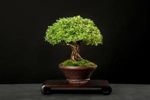 traditionele Japanse bonsai foto