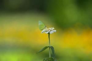 vlinder op witte bloem foto