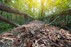 close-up van een loopbrug in een bos, voetpad bij natuurlijk leren in een bos foto