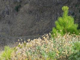 het eiland madeira foto