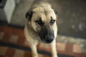 portret van hond. huisdier bereikt omhoog. uiteinde van een loop van hond. foto