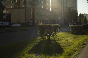 struiken in stad. planten Aan straat. struik en gazon. foto