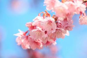 roze kersenbloesem met blauwe hemel foto