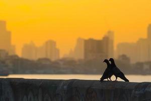 twee vogels op een muur foto