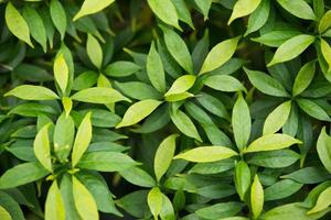 groene planten en bladeren achtergrond foto