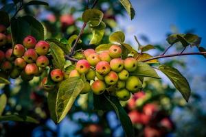 appel bomen in de oud land- De volgende naar Hamburg foto