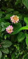 portret van twee lantana camara bloemen bloeiend in tuin. foto