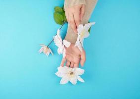 vrouw handen Holding bloeiend wit clematis bloemknoppen Aan een blauw achtergrond foto