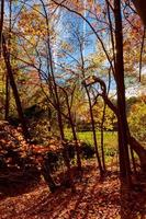 zonsondergang in herfst park. landschap. foto