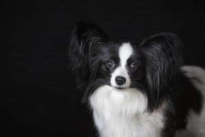 mooi portret van een klein hond met groot oren. zwart en wit papillon hond Aan een zwart achtergrond. foto van schattig grappig hond in studio