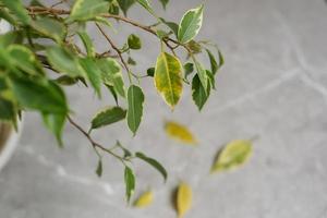 ficus bladeren zijn draaien geel. ficus ziekten. populair kamerplant ficus foto