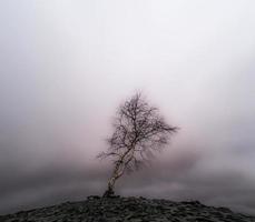 eenzaam boom in een de mijne graven veld- foto