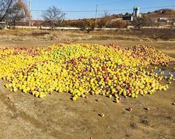 appels na seizoen rot foto