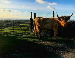 hooglanden koeien in platteland foto