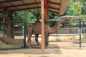 kamelen grappig toeristen met hun acties foto