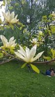 voorjaar wit bloem Aan groen achtergrond foto