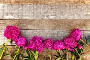 bloemen kader met vers bloeiend roze magenta pioen bloemen boeket Aan oud haveloos rustiek houten achtergrond, kopieerruimte. voorjaar of zomer in tuin, ecologisch, kleurrijk natuur, ecologie concept. foto