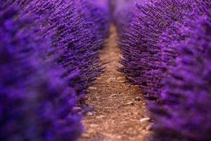 close-up struiken van lavendel paarse aromatische bloemen foto