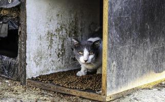 verlaten kattenpuppy foto