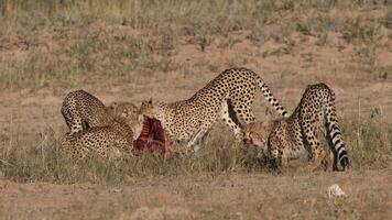 Jachtluipaard acinonyx jubatus rennen, Jachtluipaard, acinonyx jubatus, 18 maanden oud, zittend foto