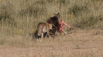 de mannetje cheeta's daar op zoek voor een vrouw Jachtluipaard, Jachtluipaard stampen foto