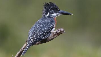 reusachtig ijsvogel neergestreken Aan een interessant tak, gemeenschappelijk ijsvogel neergestreken foto