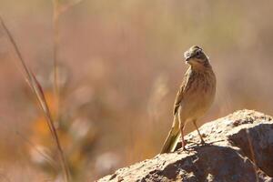 gevlekte vliegenvanger neergestreken, ed-breasted vliegenvanger ficedula parva is een klein passerine vogel foto