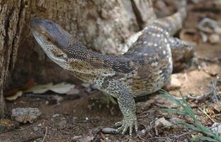 rots toezicht houden op hagedis varanus albigularis in geschreeuwd toezicht houden op leeft in zuiden Afrika foto