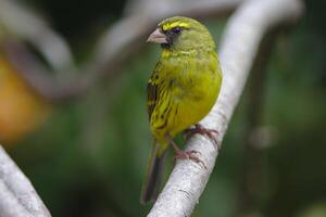 leeuwerikachtig vlaggedoek zittend in zonneschijn, een leeuwerikachtig vlaggedoek Emberiza impetuani foto