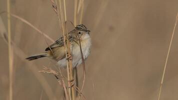 de kaap wit oog, zosterops pallidus, kaap wit oog vogel neerstrijken foto