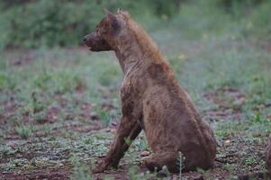 gevlekte hyena in de Masai mara nationaal park, mooi zonsondergang of zonsopkomst in amboseli foto