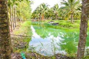 de blauw water oppervlakte is omringd door kokosnoot bosjes in zuidelijk Thailand. foto