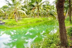 de blauw water oppervlakte is omringd door kokosnoot bosjes in zuidelijk Thailand. foto