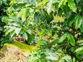 verse koffiebonen in de boom van koffieplanten foto