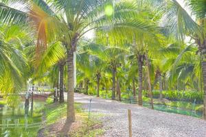 de Ingang in tuin en kokosnoot boerderij foto