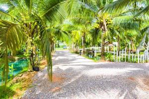 de Ingang in tuin en kokosnoot boerderij foto