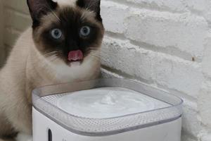 lang haar- kat drankjes water van waterval circulerend huisdier drinker. kat likken haar lip foto
