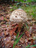 detailopname van een paddestoel in herfst Aan de Woud verdieping foto