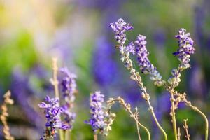 natuurlijke bloemachtergrond foto