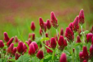 bloeiende veld van rode klaver bloemen foto