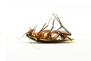 aan het liegen dood kakkerlak geïsoleerd Aan wit achtergrond insecticide producten foto