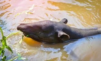 Maleis tapir aan het eten voeden Aan de water in de dieren in het wild heiligdom tapirus terrestris foto