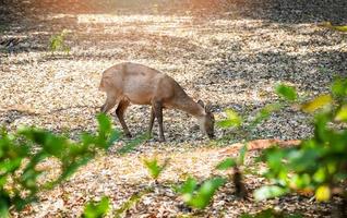 vrouw eld's hert aan het eten gras in de dieren in het wild heiligdom thamin hert foto