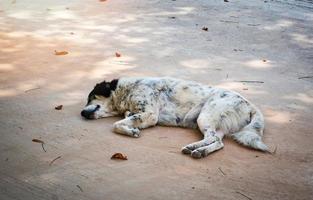 eenzaam hond dakloos slapen Aan Aan verdieping straat dier worden verdrietig hond jammerlijk foto