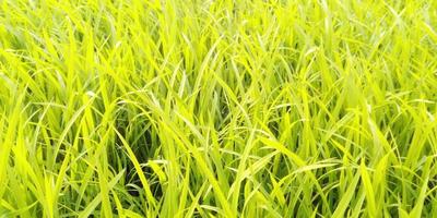 rijst- zaad ontkiemen rijstveld veld- foto