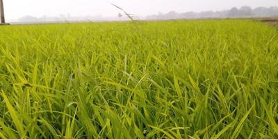 velden van mooi natuurlijk groen rijst- zaden foto, groen rijstveld zaden foto