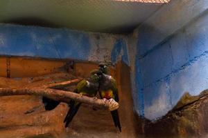 selectief focus van Patagonië conure vogelstand neergestreken in hun kooien. foto