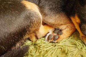 macro foto van een poot van een slapen chihuahua. een schattig hond is slapen Aan een deken.