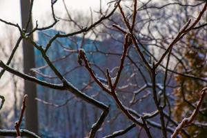 takken en fruit van staghorn sumak rhus typhina gedekt met sneeuw in winter seizoen. foto